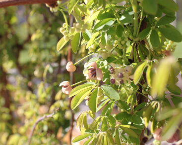 Akébie pětičetná 'Alba'