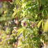 Akebia quinata 'Alba'_2.JPG