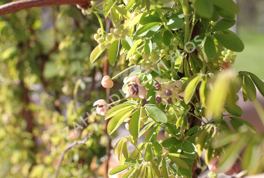 Akébie pětičetná 'Alba' - Akebia quinata 'Alba'
