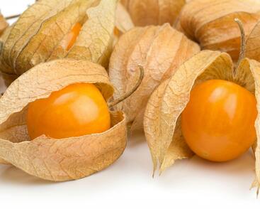 Mochyně peruánská 'Goldvital Maxi'