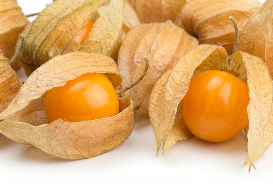 Mochyně peruánská 'Goldvital Maxi' - Physalis peruviana 'Goldvital Maxi'