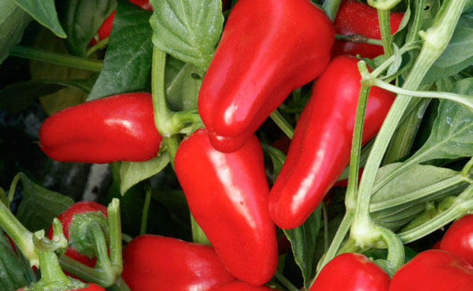 Paprika balkonová převislá 'Joyride F1' - Capsicum annuum 'Joyride F1'
