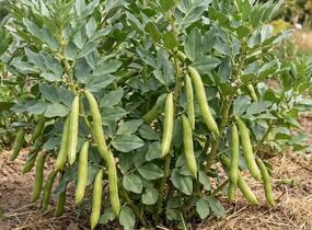 Bob zahradní 'Superaguadulce' - Vicia faba subsp. major 'Superaguadulce'