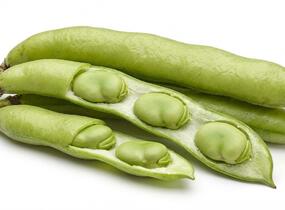 Bob zahradní 'Superaguadulce' - Vicia faba subsp. major 'Superaguadulce'