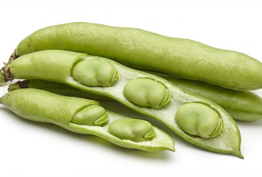 Bob zahradní 'Superaguadulce' - Vicia faba subsp. major 'Superaguadulce'