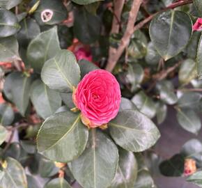 Kamélie japonská 'Tramonto'