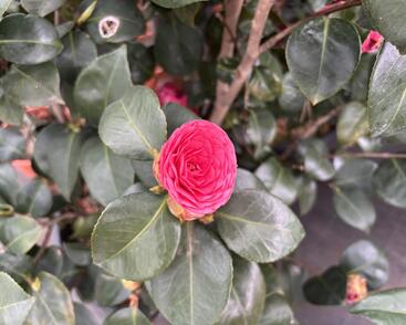 Kamélie japonská 'Tramonto'