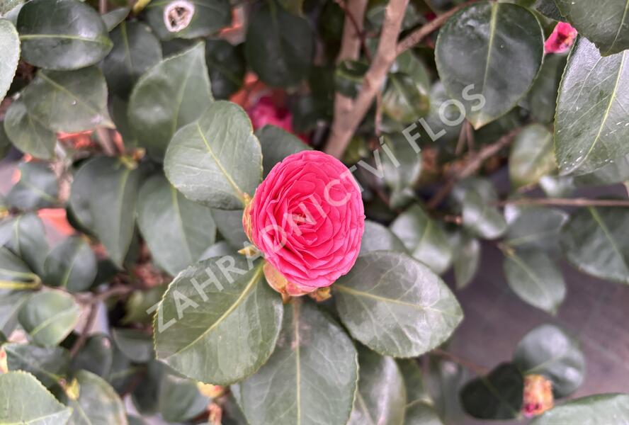 Kamélie japonská 'Tramonto' - Camellia japonica 'Tramonto'