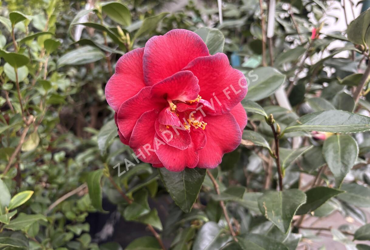 Kamélie japonská 'Miyako Dori' - Camellia japonica 'Miyako Dori'