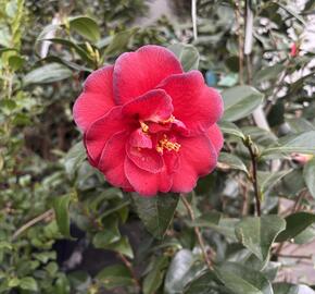 Kamélie japonská 'Miyako Dori'