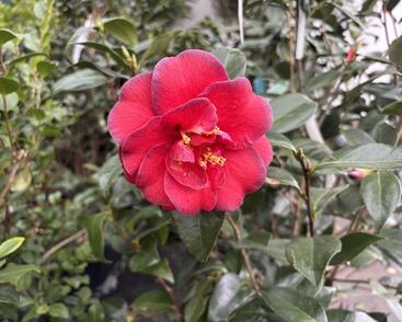 Kamélie japonská 'Miyako Dori'