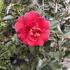 Camellia japonica 'Miyako Dori'.JPG