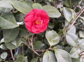 Kamélie japonská 'Blood of China' - Camellia japonica 'Blood of China'