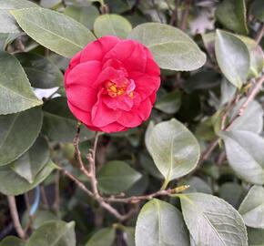 Kamélie japonská 'Blood of China'