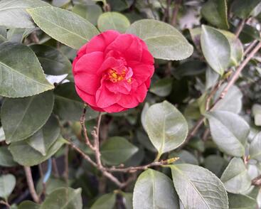 Kamélie japonská 'Blood of China'