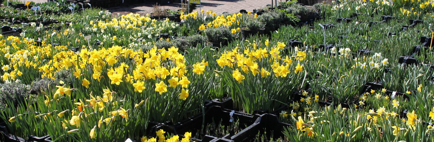 Co u nás kvete v dubnu