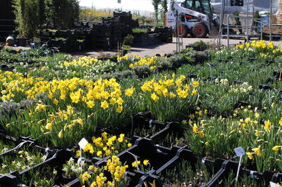 Co u nás kvete v dubnu