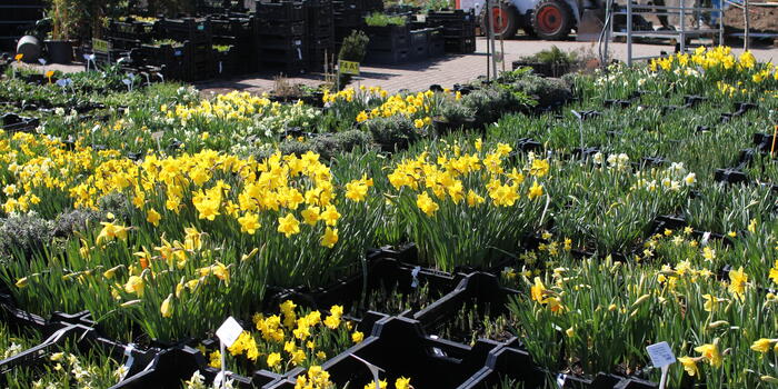 Co u nás kvete v dubnu