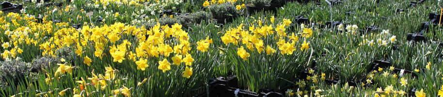 Co u nás kvete v dubnu