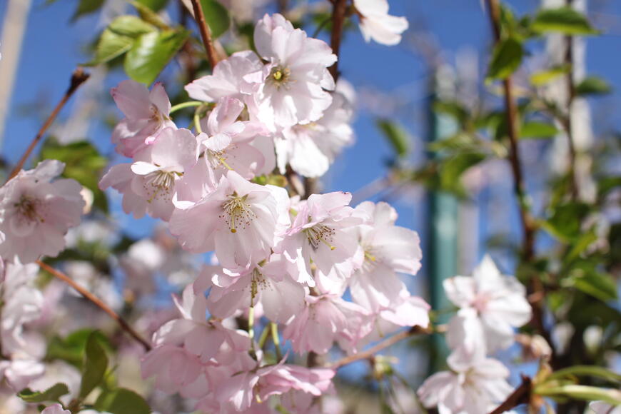 Prunus ''Accolade''_2
