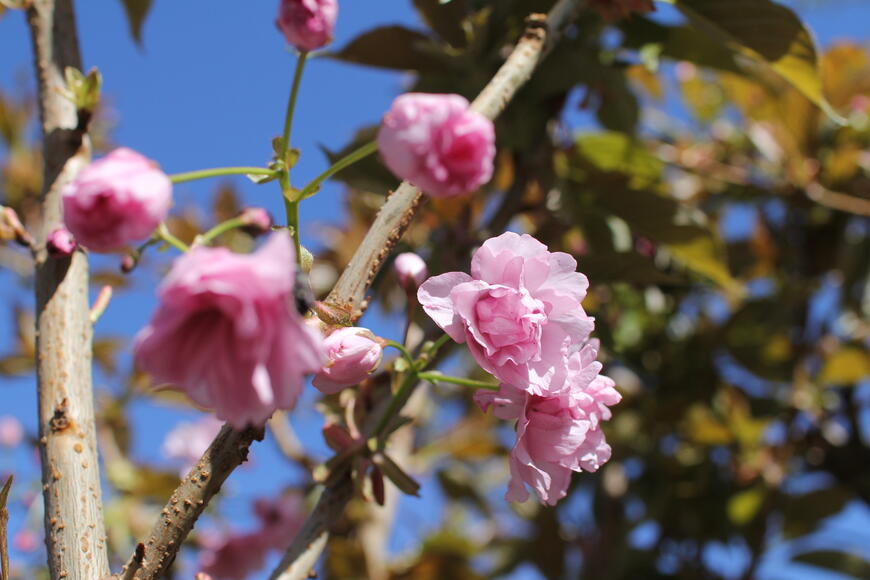 Prunus serrulata ''Kanzan''_7