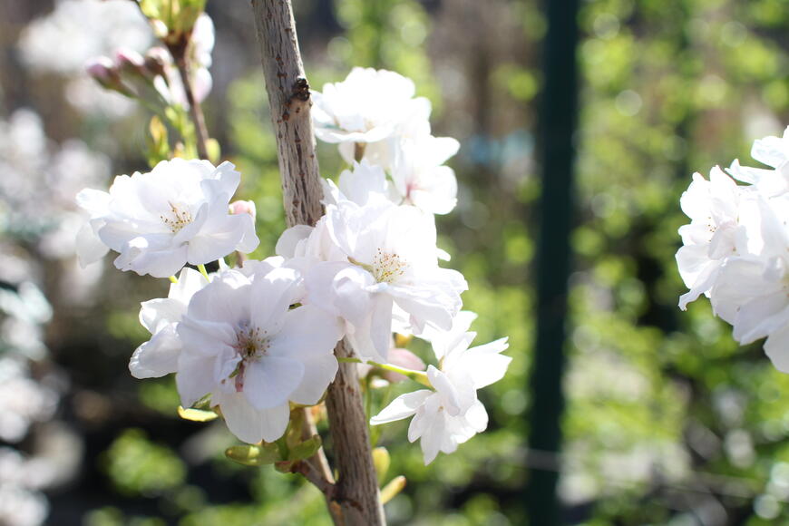 Prunus serrulata ''Amanogawa''_3