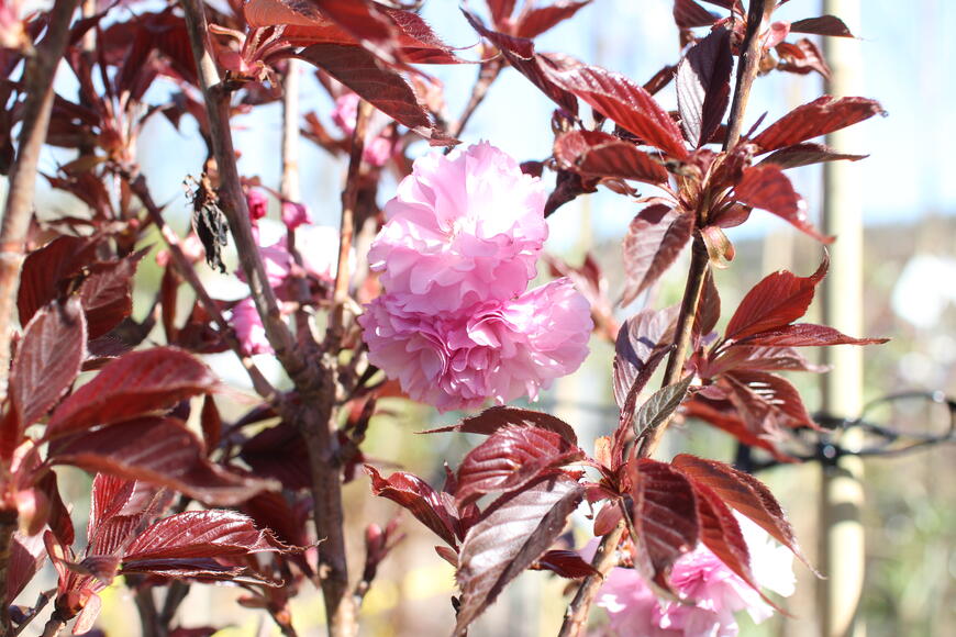 Prunus serrulata ''Royal Burgundy''