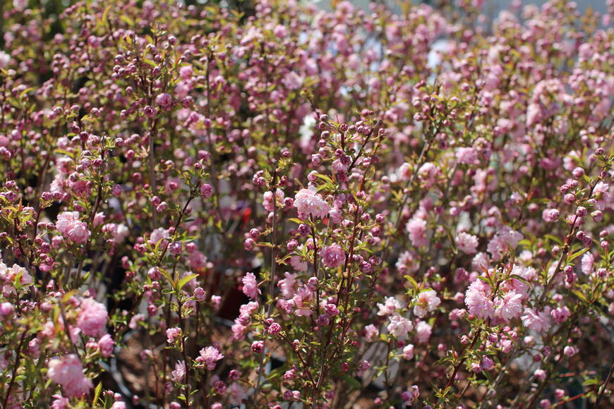 Prunus glandulosa ''Rosea Plena''