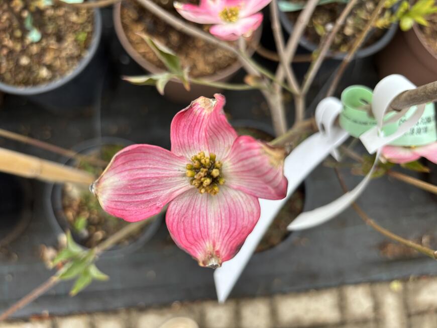 Cornus florida ''Rubra''