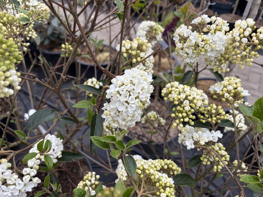 Viburnum ''Eskimo''