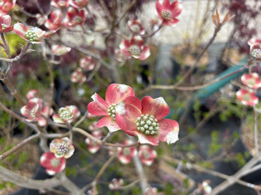 Cornus florida ''Cherokee Chief''_1