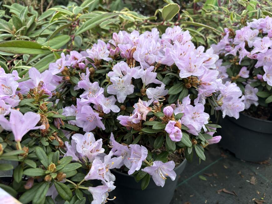 Rhododendron ''Snipe''