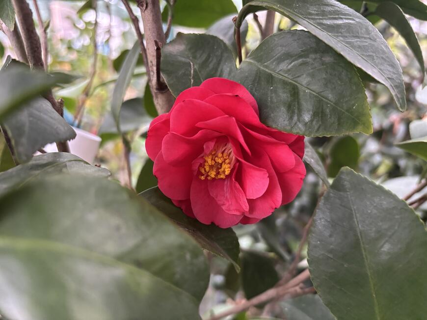 Camellia japonica ''Blood of China''_1