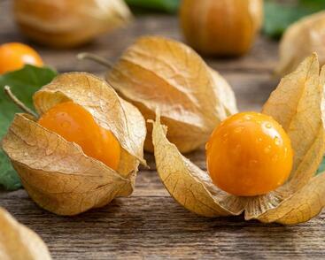 Mochyně peruánská 'Peters Beste'