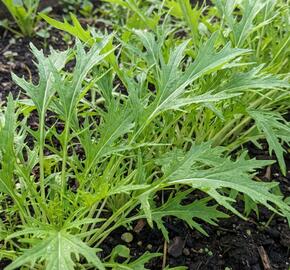 Mizuna zelená, japonská hořčice 'Mizuna'