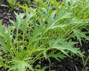 Mizuna zelená, japonská hořčice 'Mizuna'