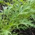 Brassica rapa ssp. japonica 'Mizuna'.jpg