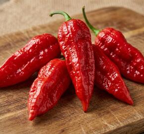 Paprika chilli 'Draco Red'