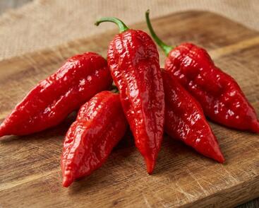 Paprika chilli 'Draco Red'