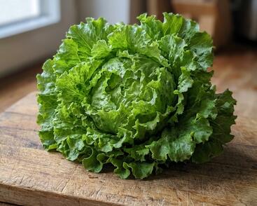 Salát hlávkový 'Batavus'