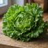 Lactuca sativa var. capitata 'Batavus'.jpg