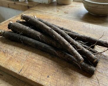 Černý kořen, hadí mord 'Libochovický'