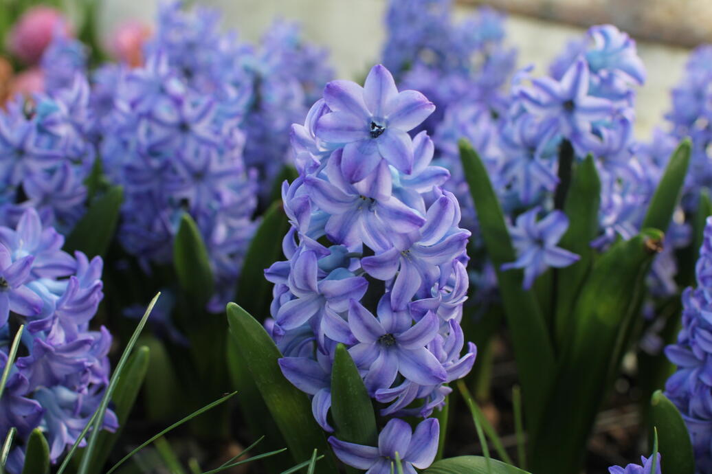 Hyacinthus ''Aqua''_1