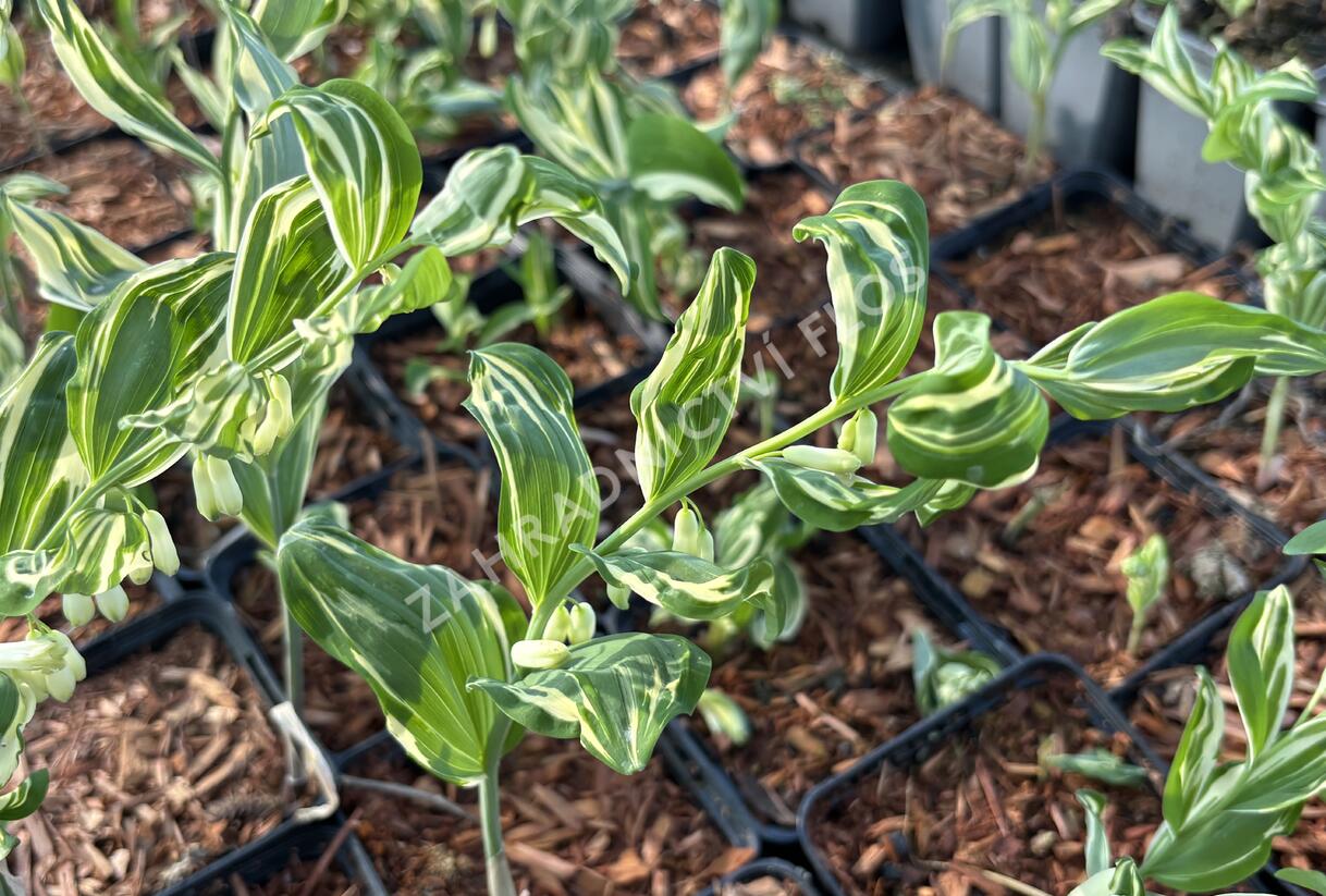 Kokořík panašovaný 'Variegatum' - Polygonatum falcatum 'Variegatum'