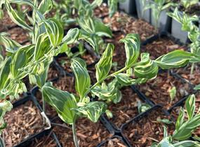 Kokořík panašovaný 'Variegatum' - Polygonatum falcatum 'Variegatum'