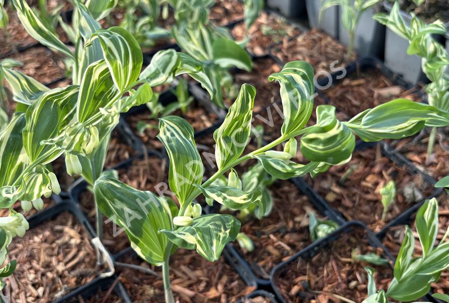 Kokořík panašovaný 'Variegatum' - Polygonatum falcatum 'Variegatum'