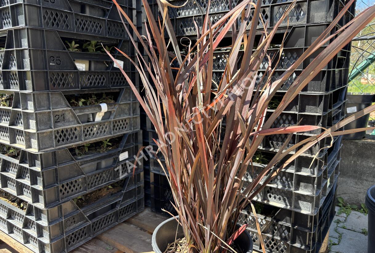 Lenovník novozelandský 'Alison Blackman' - Phormium tenax 'Alison Blackman'