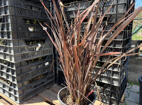 Lenovník novozelandský 'Alison Blackman' - Phormium tenax 'Alison Blackman'