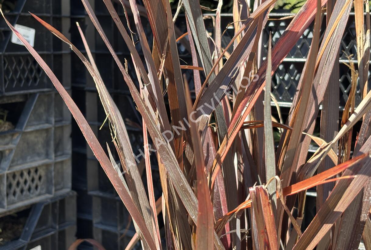 Lenovník novozelandský 'Alison Blackman' - Phormium tenax 'Alison Blackman'