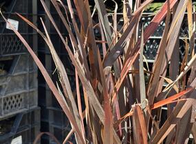 Lenovník novozelandský 'Alison Blackman' - Phormium tenax 'Alison Blackman'